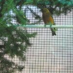 Rete metallica plastificata per recinzione cancelli robusta rotolo da 5 10 mt - immagine 2