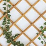 Traliccio estensibile Bamboo per piante rampicanti parete balcone terrazzo Bambù